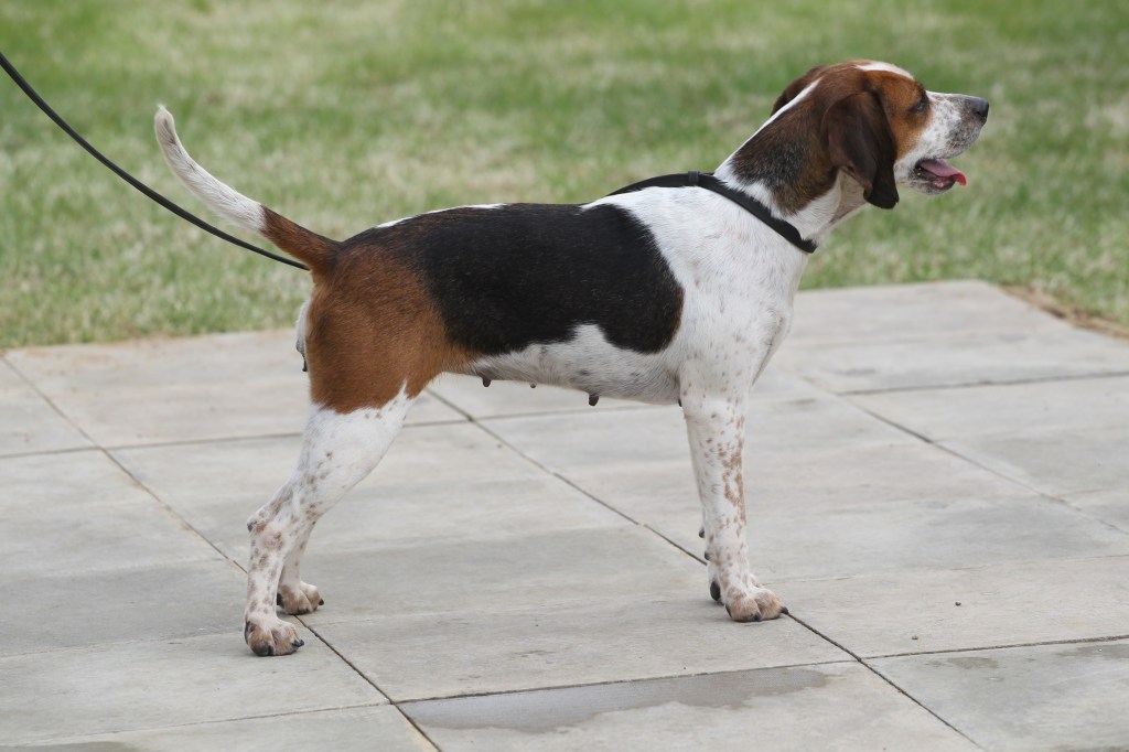 Beagles Best in Show – Dummer ‘Petal’ - photo credit Karen Davison-White